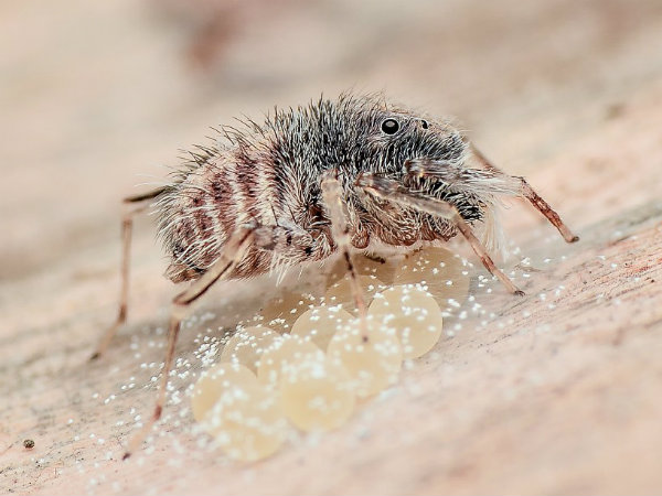  ಪ್ರಕಟವಾದ ಸಂಶೋಧನೆ 