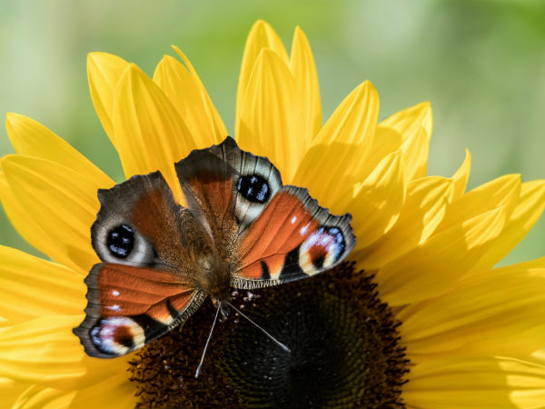 ಜೀವ ವೈವಿಧ್ಯದಿನ