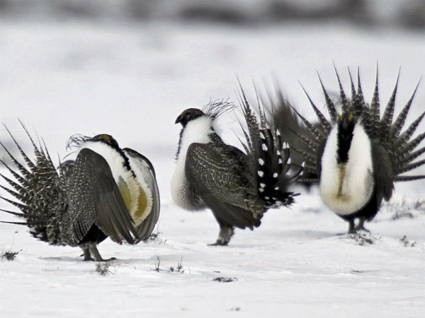 ಮರಗಳ ಮಾರಣಹೋಮ 