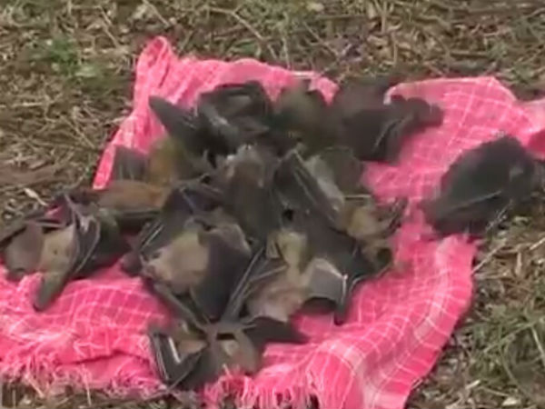 ಬಾವಲಿಯ ರೆಕ್ಕೆಗಳಿಂದ ಡೋಲು ತಯಾರಿ ಬಾವಲಿಯ ರೆಕ್ಕೆಗಳಿಂದ ಡೋಲು ತಯಾರಿ