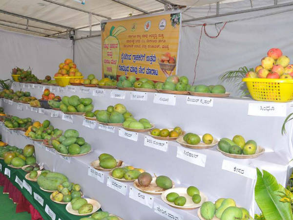 5 days Mango mela begins in Mandya 