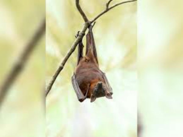 ಪನಿಯೇ ನಿಪಾಹ್ ಆಯ್ತಾ?