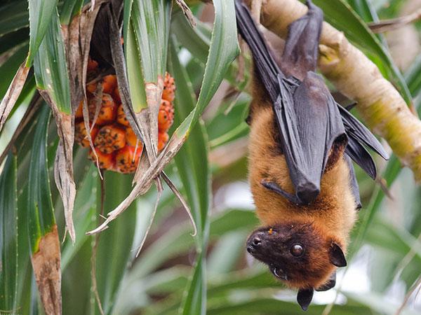 ಮಲೇಶಿಯಾದಲ್ಲಿ ಪತ್ತೆಯಾಗಿದ್ದು ಈ ಮಾರಕ ಸೋಂಕು