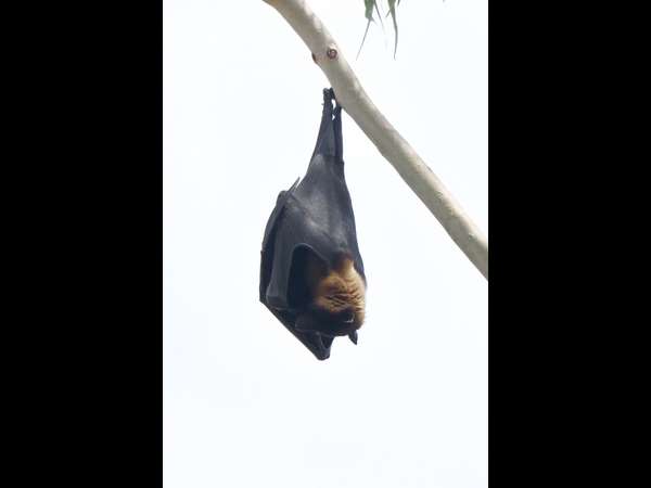 kadajetti villagers Says Bats is a symbol of development