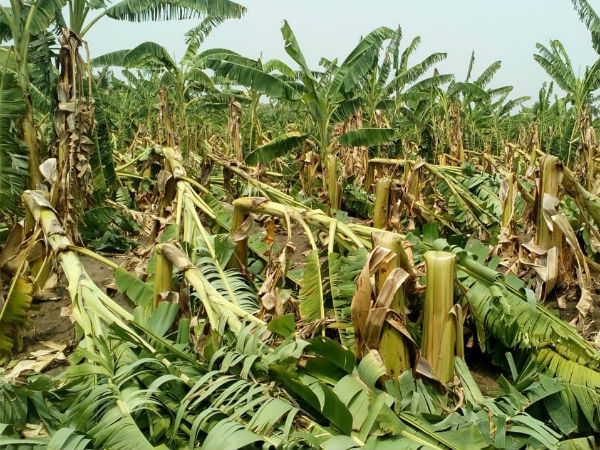 horticultural crops have fallen, farmers are in trouble