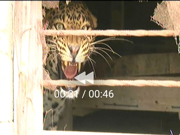 Cheetahs attacking is constantly going on in Ramanagar