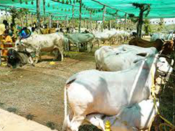 Goswarga is launching on May 27 at Bhankuli in Siddapura taluk 