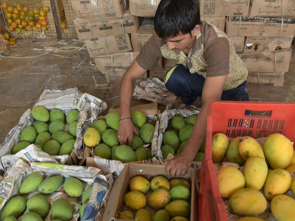 King of fruits Mangos in market now!