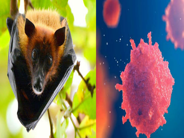 Nipah virus threat, alert in coastal districts Nipah virus threat, alert in coastal districts