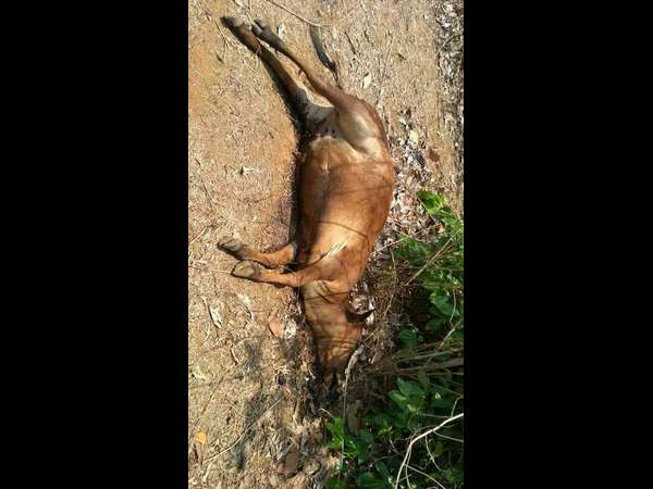 ಮರಣೋತ್ತರ ವರದಿ ಬರಬೇಕು.. 