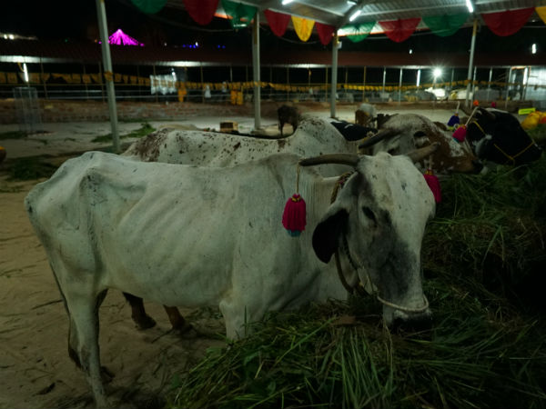 ಗೋಮಾಂಸ ಭಕ್ಷಿಸುವವರು ಮಾತ್ರ ಕಟುಕರಲ್ಲ 