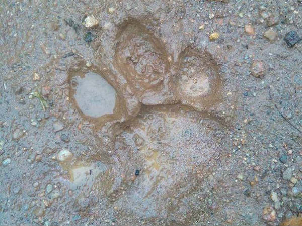 Tiger foot prints found in Yariyur
