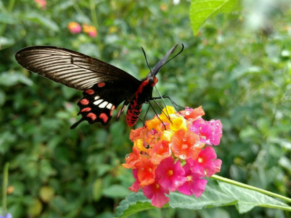  ರಾಜ್ಯದ ಪ್ರಥಮ ಚಿಟ್ಟೆ ಪಾರ್ಕ್