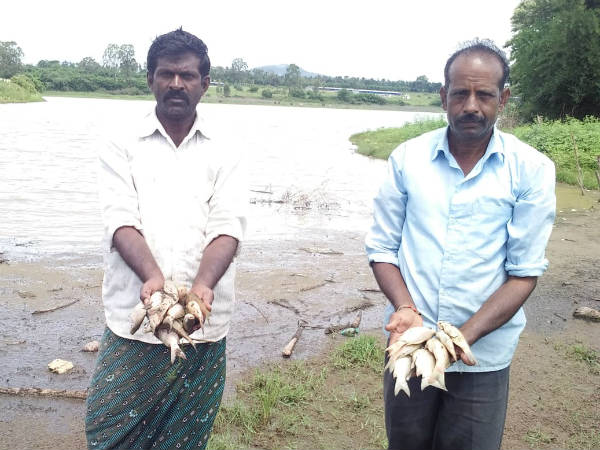 Fatal death of fishes in Ayyanakere in Periyapatna