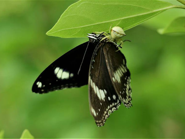  148 ಪ್ರಬೇಧಗಳ ಚಿಟ್ಟೆಗಳಿವೆ 