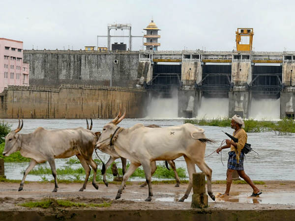 ಕಬಿನಿ ಜಲಾಶಯದ ದಂಡೆಯ ಮೇಲೆ ಎತ್ತಿನ ನಡಿಗೆ 