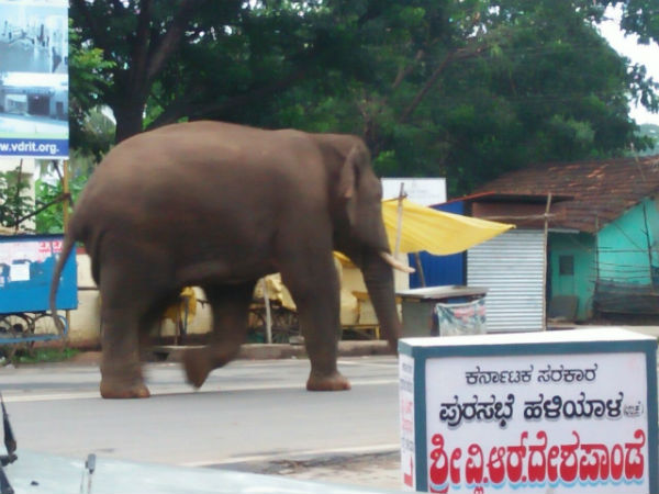 An Elephant came from forest to haliyala today