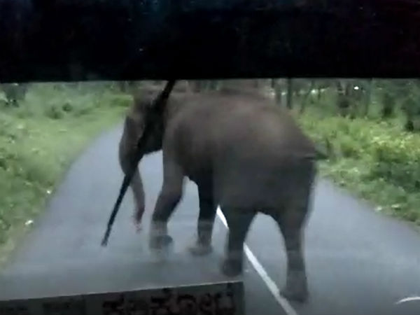 elephant attacked bus to rescue its baby