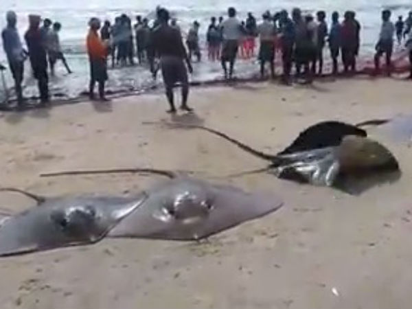 Bumper catch of Stingray fish in Kundapur