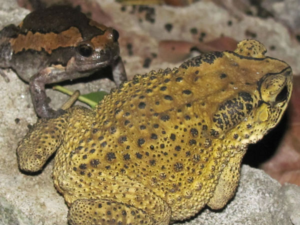 Smuggling of giant frogs from coastal districts to Goa