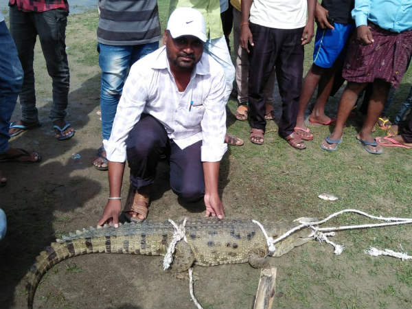 Fishermen hold crocodile in Marched village