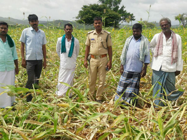 Chamarajanagar: Wild pigs are the new headache to the farmers of Bandipur Chamarajanagar: Wild pigs are the new headache to the farmers of Bandipur