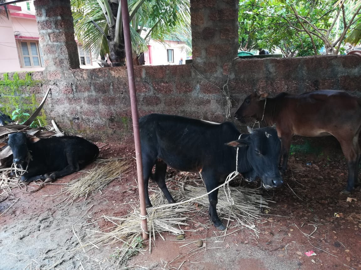 Police seized cows in Cinematic style in kumta