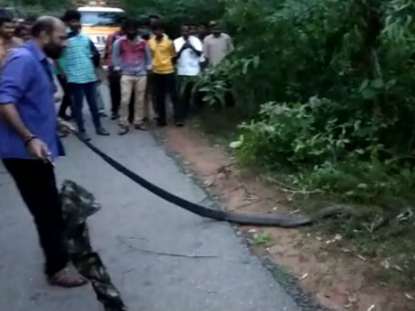 13 feet king cobra rescued, released to Charmadi Ghat by Snake Joy