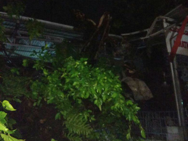 heavy rain in mangaluru four injured when a tree fell on them