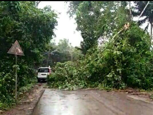 heavy rain in mangaluru four injured when a tree fell on them