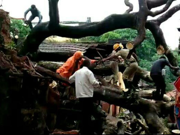 As many trees were damaged by rainfall Mangalore 