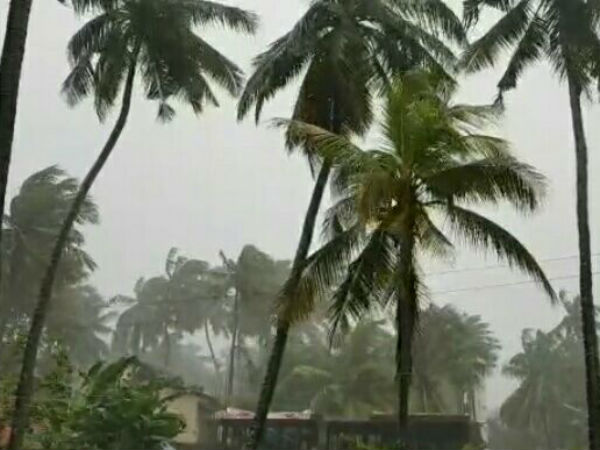 heavy rain in mangaluru four injured when a tree fell on them