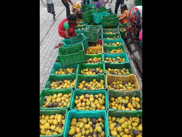 Farmers is not getting the right price to mango
