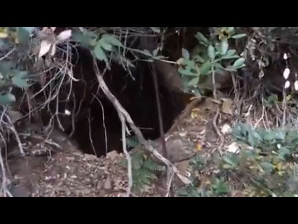 ಅರಣ್ಯ ಇಲಾಖೆ ಅಧಿಕಾರಿಗಳು ಹಗಲು ಹೊತ್ತು ಕಾವಲಿದ್ದರೆ ಪ್ರಯೋಜನವಿಲ್ಲ 