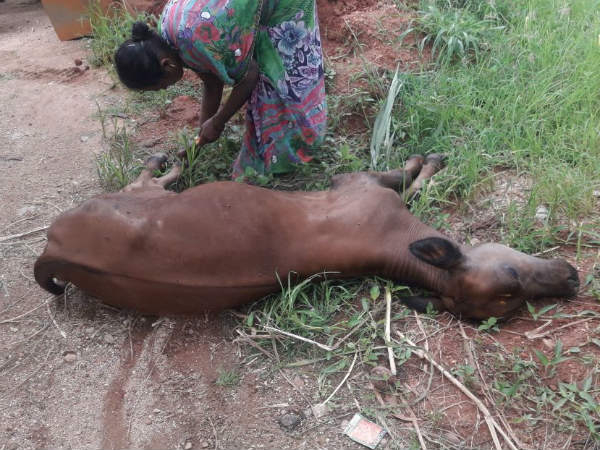 kalu bayi fever has been found in Ramanagara district.