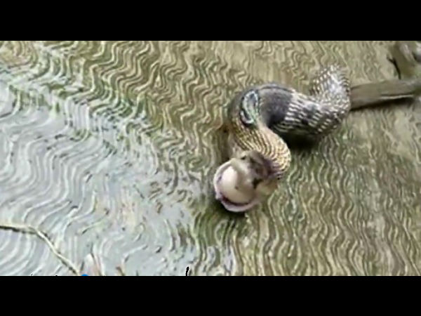 Video : Snake swallows several hen eggs and omits them Video : Snake swallows several hen eggs and omits them