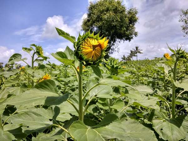 ಹೂವುಗಳೇ ಸೆಳೆತ