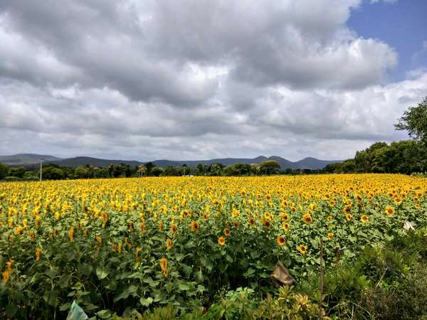 ಪುಷ್ಪರಾಶಿಯ ಪ್ರೇಮಕಾಲ
