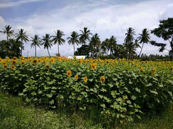ಸೂರ್ಯಕಾಂತಿ ಎಂಬ ಚೆಲುವು