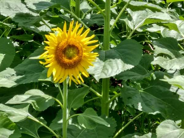 ಮುಂದೆ ಇದೆ ಚೆಂಡು ಮಲ್ಲಿಗೆ ದರ್ಬಾರು