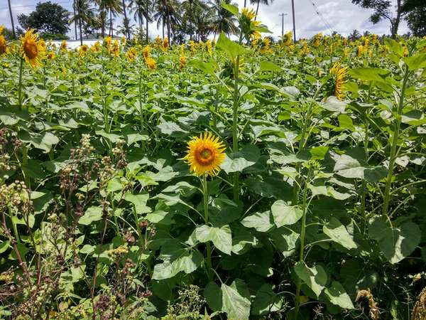 ಸೆಲ್ಫಿ ಬೇಕಾ ಸೆಲ್ಫಿ?