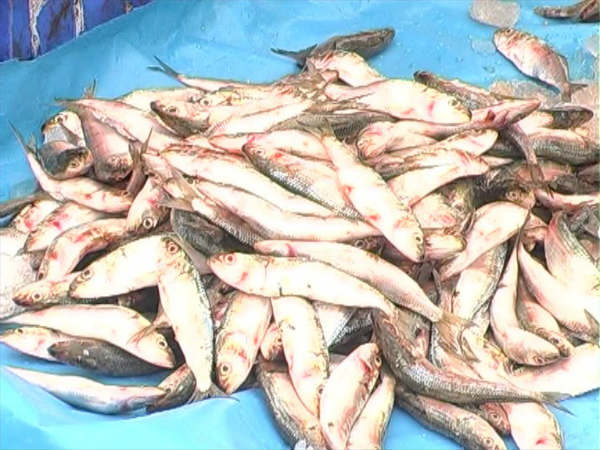 Fishermen are in anxiety due to continuous rainfall