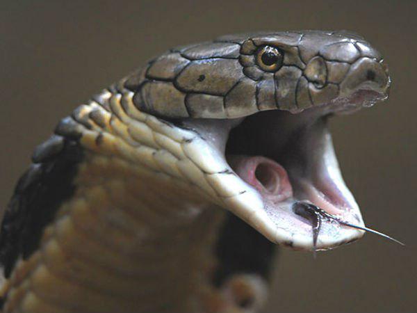 ಮನೆಯಲ್ಲಿ ಕರಿನಾಗರ ಕಾಣಿಸಿಕೊಂಡಿತ್ತು! ಮನೆಯಲ್ಲಿ ಕರಿನಾಗರ ಕಾಣಿಸಿಕೊಂಡಿತ್ತು!