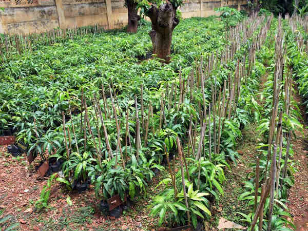 Good response for Horticulture Dept Sasya Santhe 
