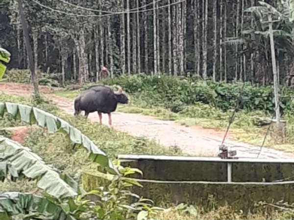 Bison was visible at Lokavalli 