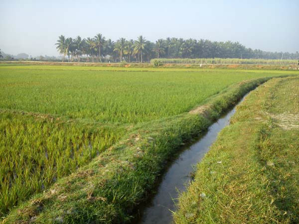 ಭತ್ತದ ಕೃಷಿಯತ್ತ ರೈತರ ಚಿತ್ತ 