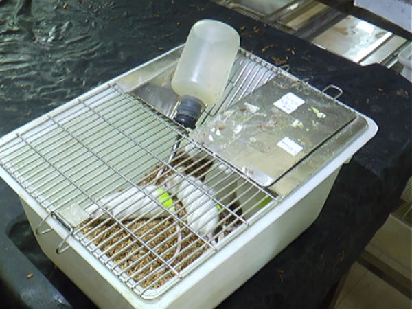 No cancer molecules in betel nut says study