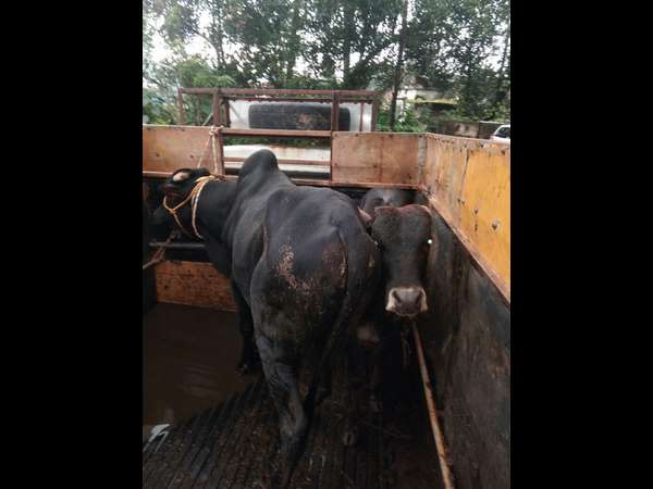Illegal Cattle transport two arrested in Vitla one of them is Bajrang Dal activist