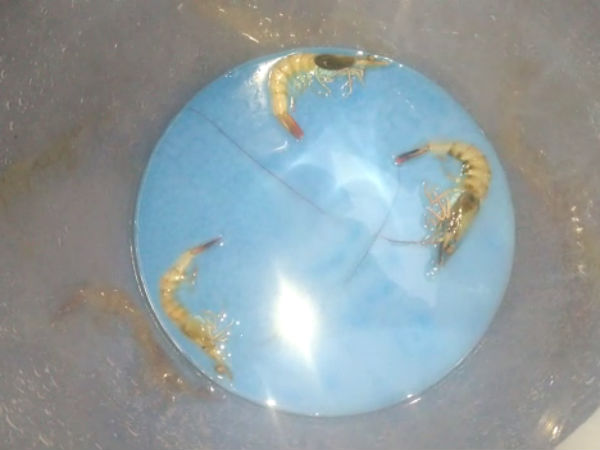 Rs 25 lakhs valuables sigadi fish are poisoned in 2 lakes by perpetrators