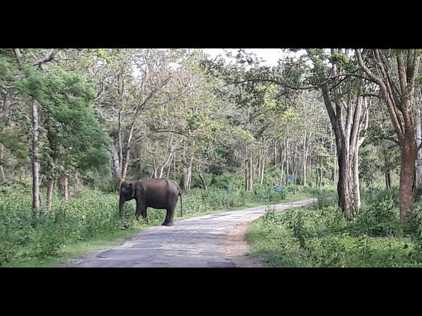 Mysuru: Nagarhole Wild animals enjoying rainy season